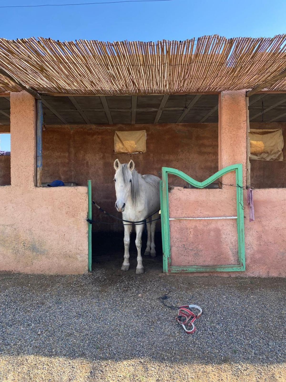 Les Cavaliers Chez Yassine Villa Marrakesh Exteriör bild