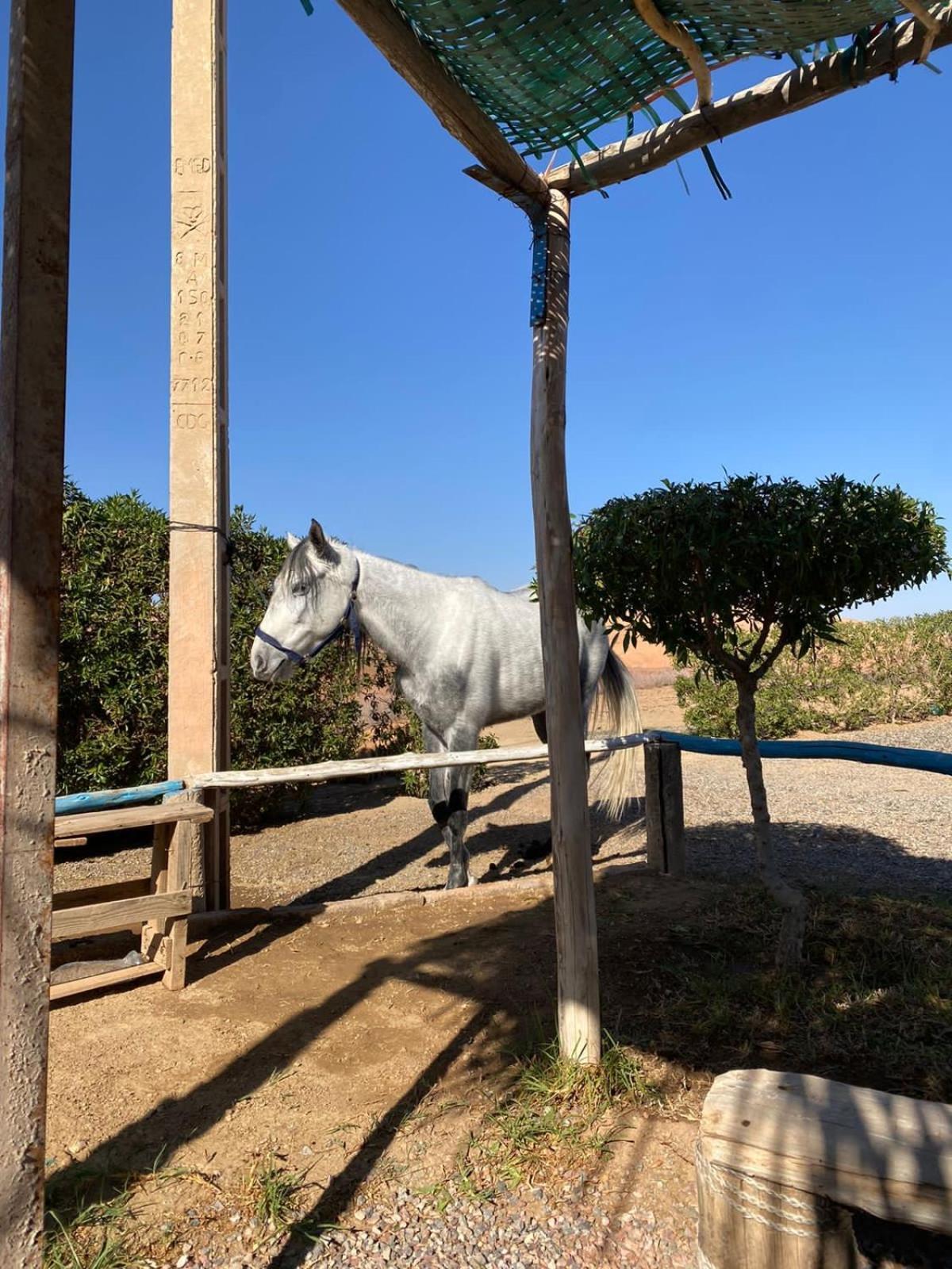 Les Cavaliers Chez Yassine Villa Marrakesh Exteriör bild